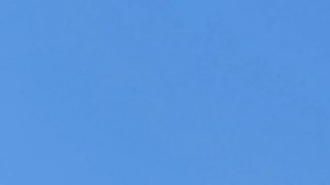 Ижевские, пермские, мордовские голуби. Полёты 10.08.2023.