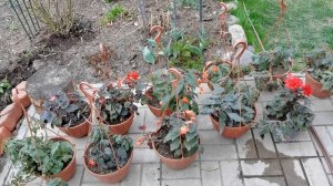 БЕГОНИЯ  в  саду в середине мая. Начало роста и цветения