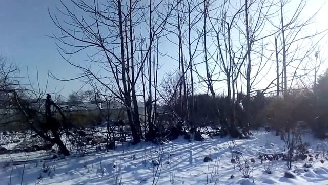 павловния зимой смотреть онлайн