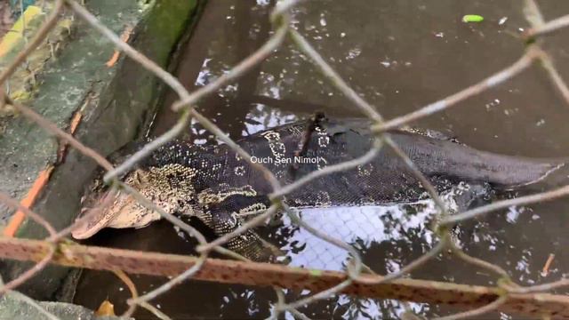 Morning What this is animal? смотреть онлайн