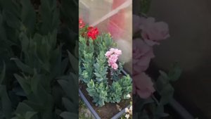 Двор цветочной феи https://t.me/devochka_c_severa