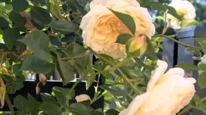 David Austin teasing georgia climbing  rose🌹