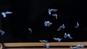 гуппи японские синие guppy japan blue