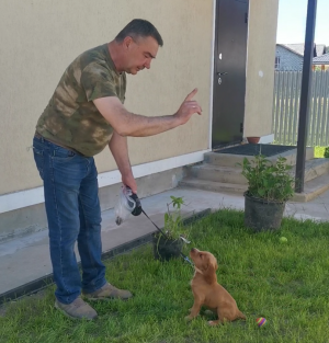 Малютка Джой осваивает команду Сидеть .mp4