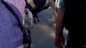 Карова Г. Талдом Московская область.