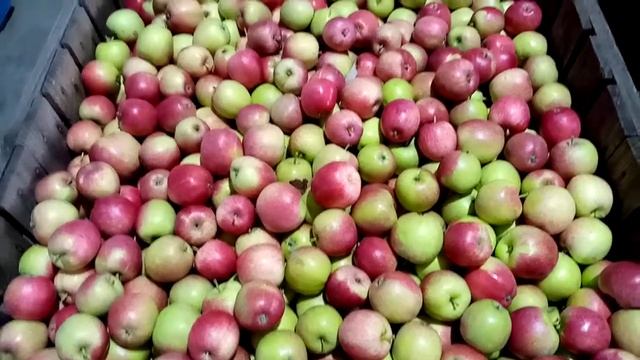 Реализуем яблоки сорта Свежесть, калибр 55+, урожай 2020 г. смотреть онлайн
