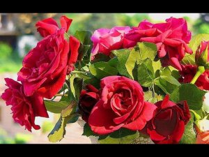 Вы мне нравитесь, взрослая женщина..