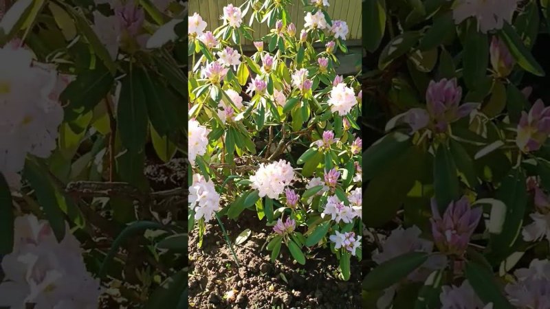 Классное цветение взрослого куста рододендрона. Эффектный куст на даче .