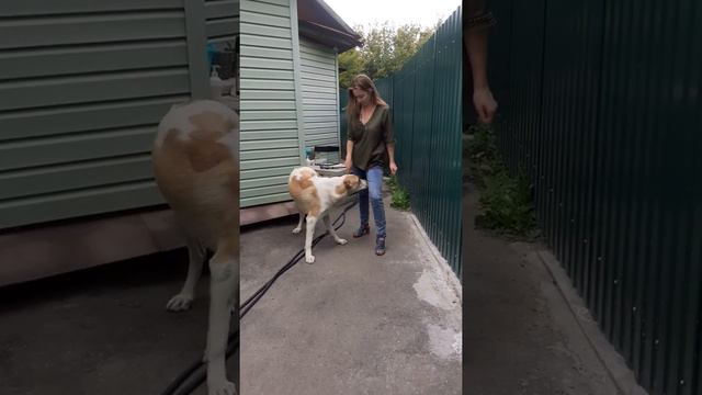 ВЫПОЛНЯЕМ С АЛАБАЕМ КОМАНДУ "ЗМЕЙКА"😊🐕 смотреть онлайн