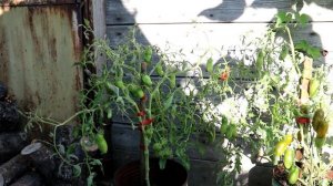 Томат Зелёная сосиска (Green sausage) * Сорта томатов