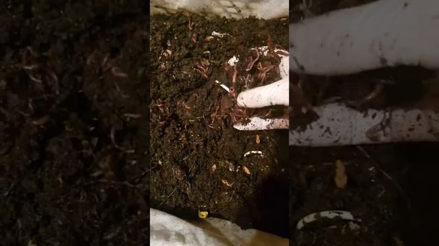 ПЕРВЫЙ ОПЫТ РАЗВЕДЕНИЯ И КОРМЛЕНИЯ ЧЕРВЯ СТАРАТЕЛЬ. смотреть онлайн