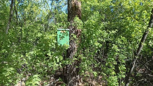 установка ловушек. смотреть онлайн