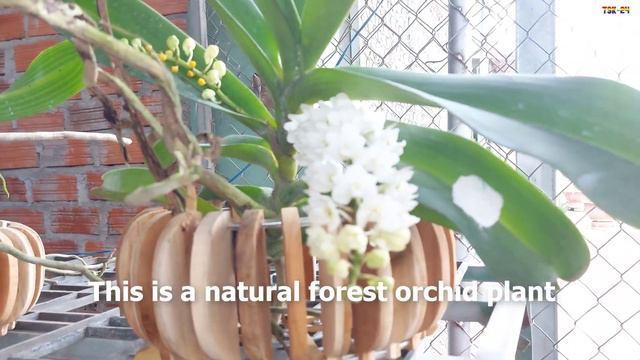 The Most Beautiful Naturally Orchids Garden is imported смотреть онлайн