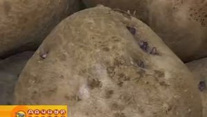 Редкие сорта картофеля (часть 1)