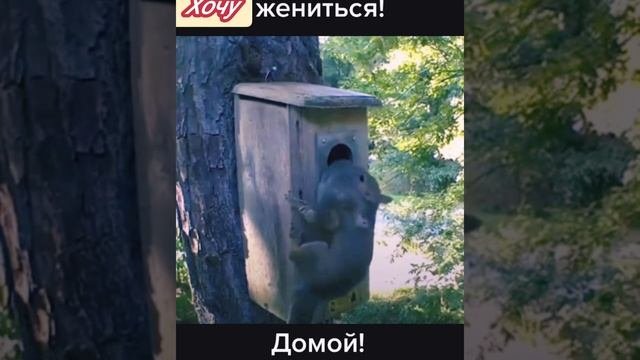 Веселые Зверята #приколысживотными