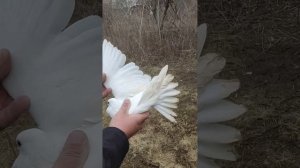 Николаевские белые голуби Донецкого направления ч3