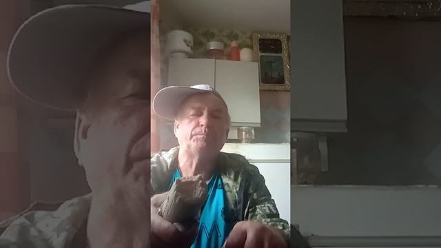 На обзор колбаса ливерная аппетитная из светофора смотреть онлайн