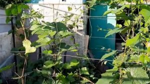 Как вырастить ВИНОГРАД в Сибири, опыт и пример выращивания в Хакасии