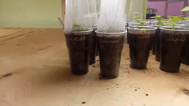 Размножение малины и ежевики смотреть онлайн