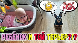 Реакция той терьера на ребёнка или русский той в семье с ребёнком