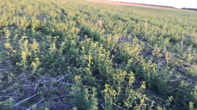 Донник 2 года под кукурузу смотреть онлайн