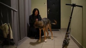 Собака встречает хозяина