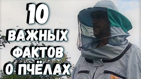 10 важных фактов о пчёлах