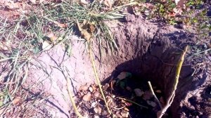 Подготавливаем Инжир к зиме в средней полосе.