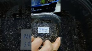 2.Выращивание ранункулюса из семян,Омск, 2024 год. Видео #2.