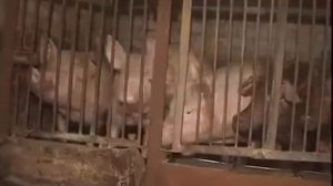 Экструдированный корм.