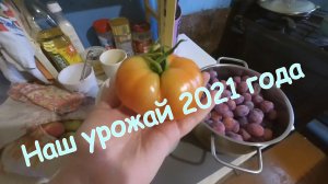 Урожай в деревне 2021 год || Что удалось вырастить на заброшенной земле