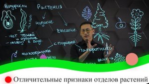 Отличительные признаки отделов растений. 8 класс.