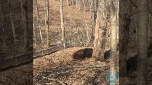 В Артеме стая диких собак загрызла дикого кабана и наводит страх на горожан