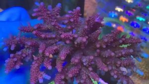 PC Rainbow Acro.   Интернет магазин REEF EXCLUSIVE