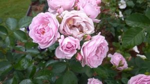 Роза Наутика (Nautica) Кордес 2017г.