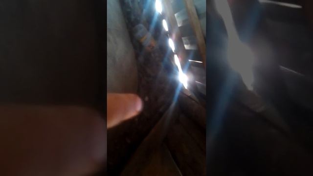 Мои голуби.Голубка снесла яйцо.