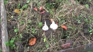 Посадка озимого чеснока целой головкой! Важные нюансы! // Секреты хороших урожаев.