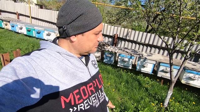 Скоро роение, мое мнение! Бакфаст В35, Укр. степная, карника, карпатка! смотреть онлайн