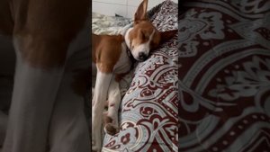 ЛЮБИМЫЙ БАСЕНДЖИ СМАРТ