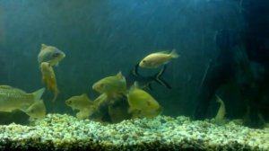 Речные рыбы в аквариуме