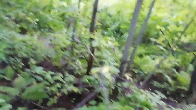 Шёл на рыбалку, а набрал грибов. Подмосковье. Июль 2019. смотреть онлайн