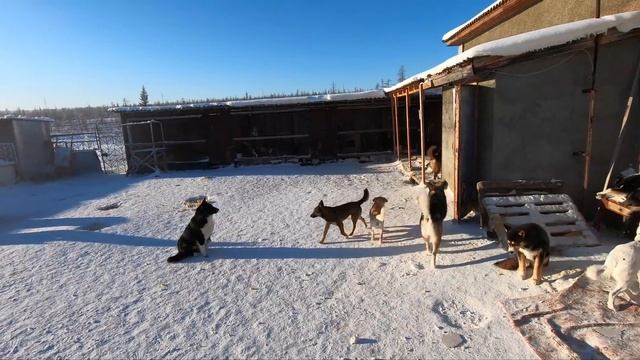 Открытие приюта для животных, в Якутии. Добрые поступки, Удачный смотреть онлайн