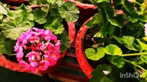 Geranium Flower Plant Care जेरेनियम की देखभाल ऐसे करें अधिक Flowering के लिए