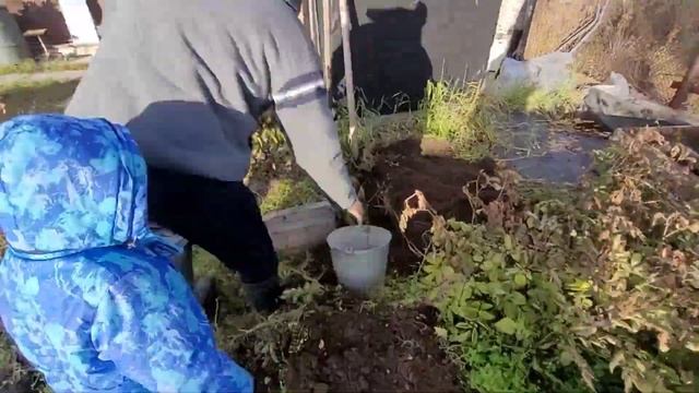 Картошка в коробах уника, сарпа мира, черный павлин, результат. смотреть онлайн