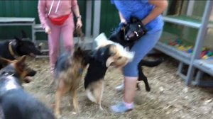 Когда собаки дерутся, что делать? Выпуск 5.