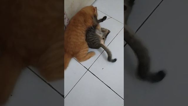 Jauh rindu dekat berantem kelakuan si oyen dan jinten