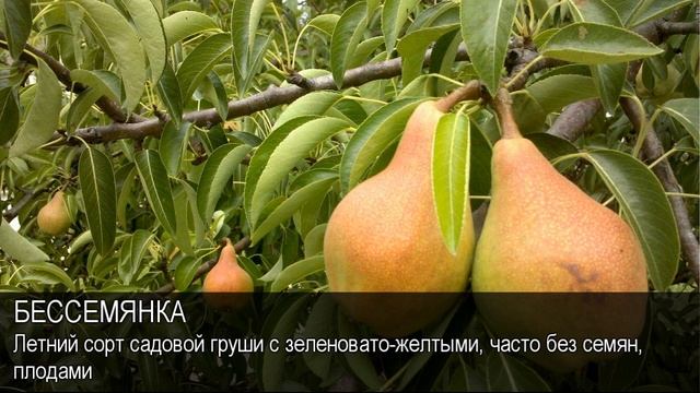 Бессемянка. Толковый Видеословарь русского языка смотреть онлайн