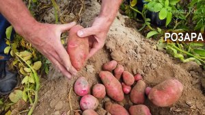 Картофель, сорт Розара. КФХ Юрия Коровина, Калининградская область