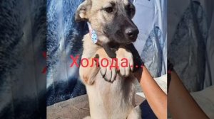 Социальный ролик о проблеме бездомных животных 8 гр