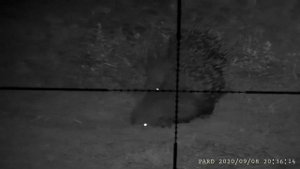 PARD NV007 - OSSERVAZIONE di due istrici                  PARD NV007 - OBSERVATION of two porcupine